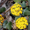 20 YELLOW SAND VERBENA Coastal Abronia Latifolia Arenaria Flower Seeds