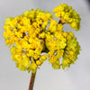 20 YELLOW SAND VERBENA Coastal Abronia Latifolia Arenaria Flower Seeds