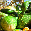 Gooseneck / Bottle / Swan Gourd Lagenaria Siceraria Vine Seeds – photo 9