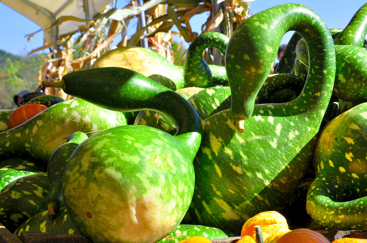 Gooseneck / Bottle / Swan Gourd Lagenaria Siceraria Vine Seeds – photo 9