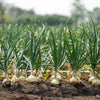 500 Sweet WHITE SPANISH ONION Allium Cepa Vegetable Seeds