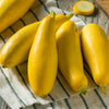 50 Early PROLIFIC STRAIGHTNECK SQUASH Yellow Summer Bush Heirloom Seeds