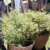 1000 Artemisia Annua Seeds – Sweet Annie Fragrant Herb