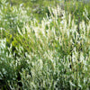 1500 WHITE Blossom SWEET CLOVER Melilotus Officinalis Alba Albus Sweetclover Honey Clover Flower Seeds