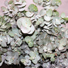 20 SILVER DROP EUCALYPTUS Gunnii Cider Gum Silver Blue Foliage Florist Tree Seeds