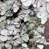 20 SILVER DROP EUCALYPTUS Gunnii Cider Gum Silver Blue Foliage Florist Tree Seeds