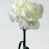 50 WHITE CARNATION Dianthus Caryophyllus Grenadin Flower Seeds