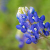 150 TEXAS BLUEBONNET LUPINE Lupinus Texensis Flower Seeds