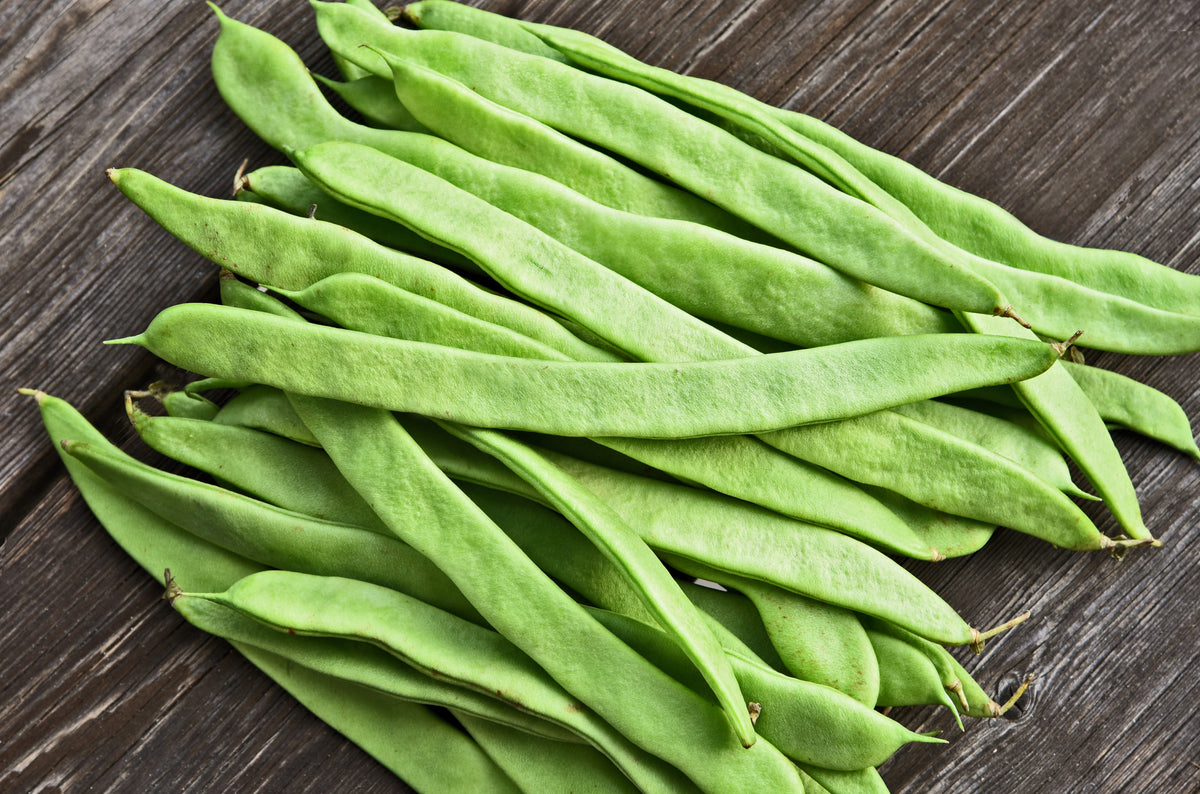 Romano Bush Bean Seeds – Italian Flat Green Pod Phaseolus Vulgaris Vegetable – photo 4