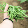 Burpee Stringless Green Pod Bean French Phaseolus Vulgaris Vegetable Seeds – photo 3