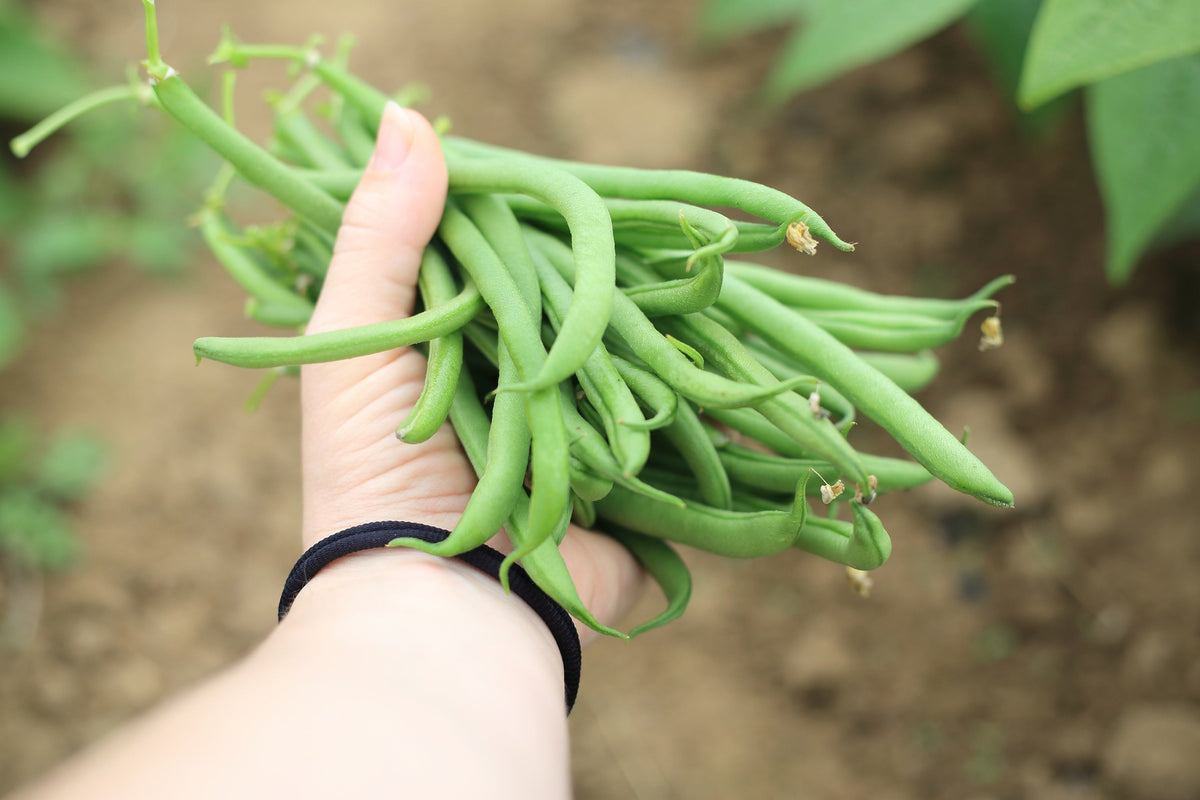 Burpee Stringless Green Pod Bean French Phaseolus Vulgaris Vegetable Seeds – photo 3