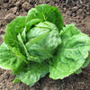 3000 ICEBERG HEAD LETTUCE Lactuca Sativa Vegetable Seeds