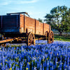 150 TEXAS BLUEBONNET LUPINE Lupinus Texensis Flower Seeds
