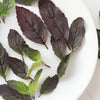 200 Purple Krishna Tulsi HOLY BASIL Ocimum Sanctum Tenuiflorum Herb Flower Seeds