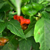 50 Ubatuba CAMBUCI PEPPER Red Brazilian Capsicum Baccatum Vegetable Seeds