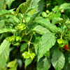 50 Ubatuba CAMBUCI PEPPER Red Brazilian Capsicum Baccatum Vegetable Seeds