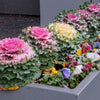 60 ORNAMENTAL KALE MIXED Colors Brassica Oleracea Flower Seeds