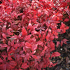 50 HEAVENLY BAMBOO Sacred Nandina Domestica Pink Red Sun Shade Shrub Seeds
