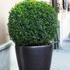 30 AMERICAN BOXWOOD Common Buxus Sempervirens European Box Shrub Seeds