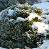 30 AMERICAN BOXWOOD Common Buxus Sempervirens European Box Shrub Seeds