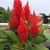 100 RED Forest Fire COCKSCOMB CELOSIA Plumosa Seeds