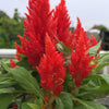 150 Mixed PAMPAS PLUMES COCKSCOMB Celosia Plumosa Flower Seeds