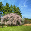 10 WEEPING HIGAN CHERRY Tree Japanese Prunus Subhirtella Pendula Pink Flower Seeds
