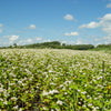 Organic Buckwheat Seeds – Fagopyrum Esculentum Grain Cover Crop Ground Cover Flower Vegetable – photo 2