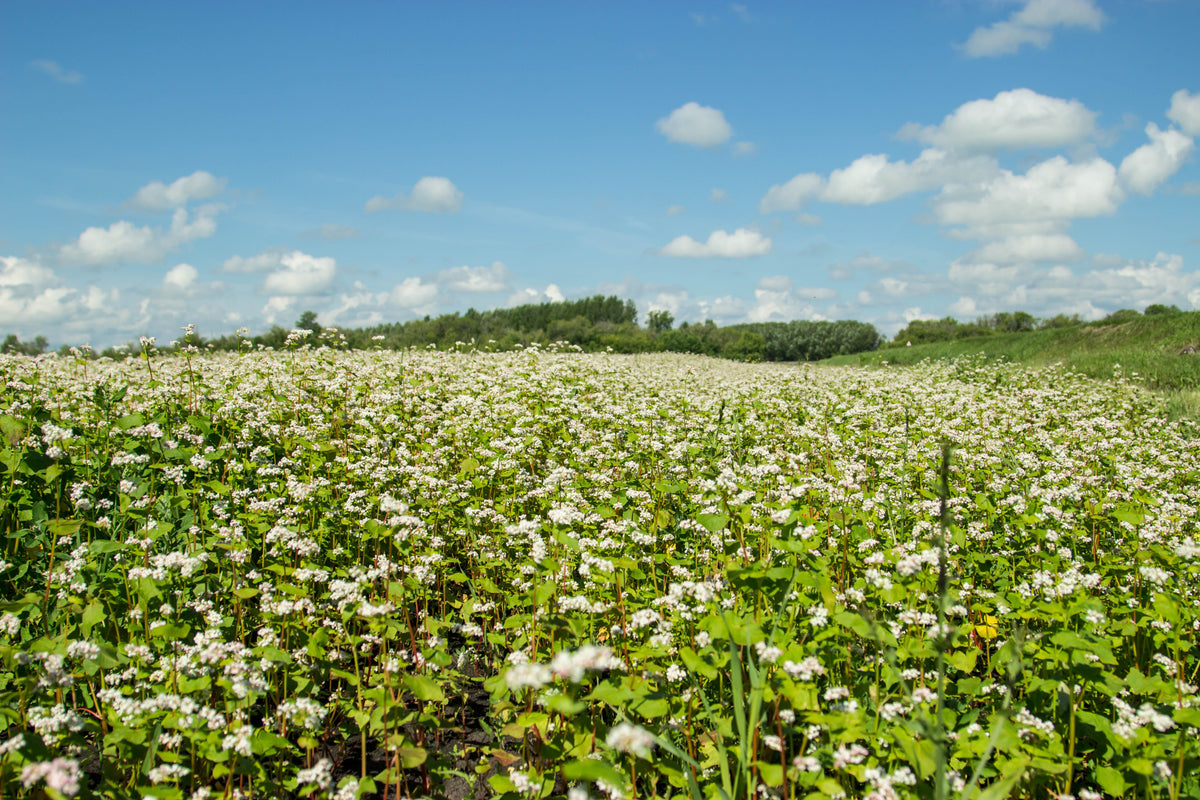 Organic Buckwheat Seeds – Fagopyrum Esculentum Grain Cover Crop Ground Cover Flower Vegetable – photo 2