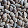 5 PHYSIC NUT Barbados Purging JATROPHA Curcas Shrub Tree Bio-Diesel Seeds