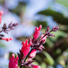 10 Organic California HUMMINGBIRD SAGE Salvia Spathacea Magenta Red Flower Herb Seeds