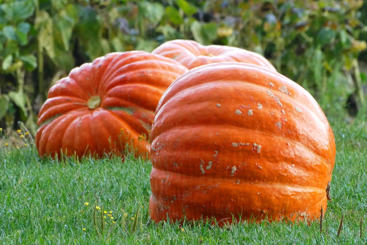 Big Max Pumpkin Seeds – Cucurbita Maxima Vegetable Seeds (Grow 100 pound pumpkins