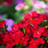 100 RED CARDINAL DIANTHUS Deltoides Flower Seeds