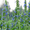 1000 CHIA SAGE / SALVIA Salvia Hispanica Flower Seeds