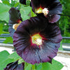 25 BLACK HOLLYHOCK Alcea Rosea Nigra Flower Seeds