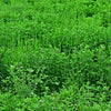 2000 ALFALFA Medicago Sativa Flower Plant Seeds