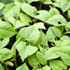 25 DWARF HORTICULTURE BEAN Taylor Long French Phaseolus Vulgaris Vegetable Seeds