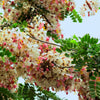 5 PINK SHOWER TREE Cassia Javanica aka Rainbow Shower & Apple Blossom Tree Two Tone Pink, White, Yellow Flower Seeds