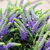 200 BLUE BOUQUET VERONICA Spicata Spike Speedwell Herb Flower Seeds