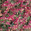 25 CORALBERRY Shrub Flower Pink Indian Currant Symphoricarpos Orbiculatus Seeds