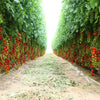 Red Sweetie Cherry Tomato Seeds – Super Sweet 1" Lycopersicon Fruit Vegetable – photo 3