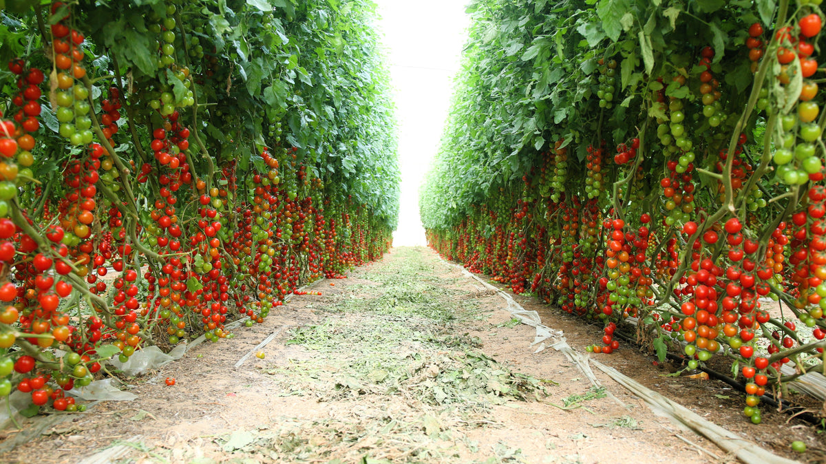Red Sweetie Cherry Tomato Seeds – Super Sweet 1" Lycopersicon Fruit Vegetable – photo 3