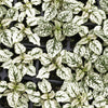 10 Hypoestes Phyllostachya Seeds – Dwarf White Splash Select