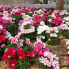 Double Deuces Godetia Seeds – Grandiflora Clarkia Amoena Mixed Colors & Bicolor Flower – photo 3