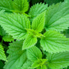 200 STINGING NETTLE Urtica Dioica (aka Common, California, or Bull Nettle / Tread Softly) Flower Seeds