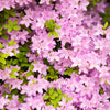 50 PINK ROYAL AZALEA Rhododendron Schlippenbachii Bush Shrub Flower Seeds