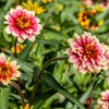 75 Mixed Colors PERSIAN CARPET ZINNIA Zinnia Haageana Flower Seeds