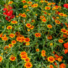 75 Mixed Colors PERSIAN CARPET ZINNIA Zinnia Haageana Flower Seeds