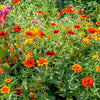75 Mixed Colors PERSIAN CARPET ZINNIA Zinnia Haageana Flower Seeds