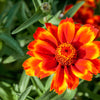 75 Mixed Colors PERSIAN CARPET ZINNIA Zinnia Haageana Flower Seeds